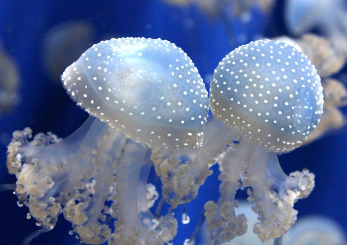 puntura-meduse-rimedi-efficaci-immediati