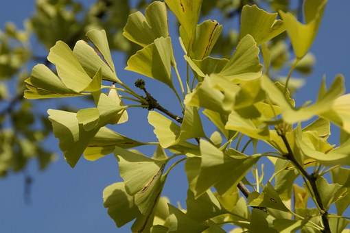 ginko