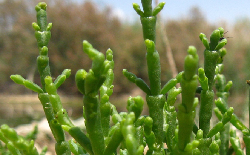 Salicornia