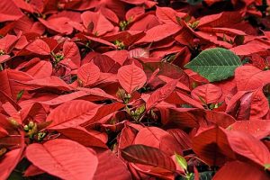 Abbiamo scovato 7 curiosità sulla Stella di Natale, la pianta originaria del Messico e dal nome Poinsettia che sono meno note della sua fama mondiale.