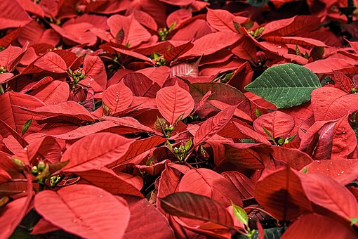 Abbiamo scovato 7 curiosità sulla Stella di Natale, la pianta originaria del Messico e dal nome Poinsettia che sono meno note della sua fama mondiale.