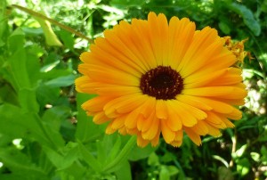 Calendula-pomata