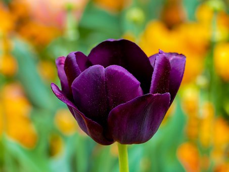 tulip-purple-3360748__340