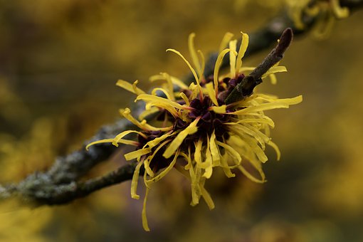 hamamelis