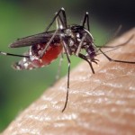 Allergia alla puntura di zanzara