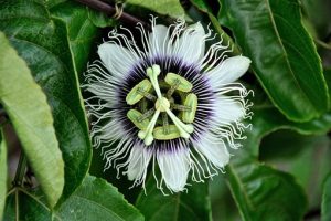 passiflora, usi, benefici