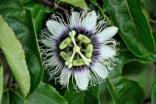 passiflora, usi, benefici