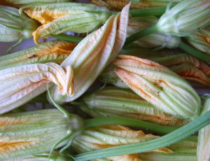 Fiori di zucca