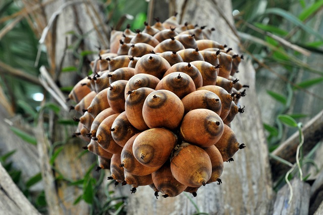 olio di babassu proprietà