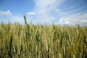 triticale