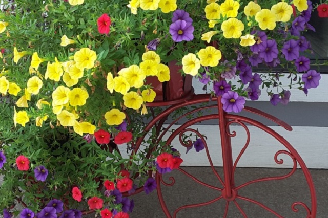  Dalla lavanda alle petunie, dal geranio alla surfinia, ecco alcuni tipi di piante per un terrazzo al sole.