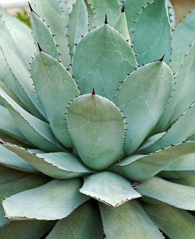 agave propietà e usi