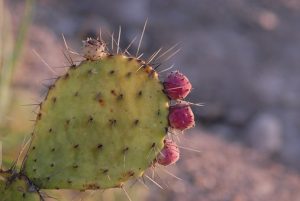 nopal