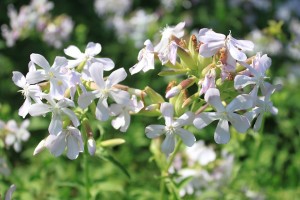 saponaria