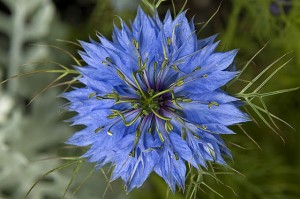 Nigella sativa