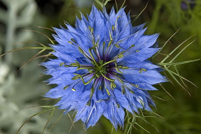 Nigella sativa