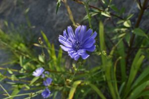 coltivare la cicoria