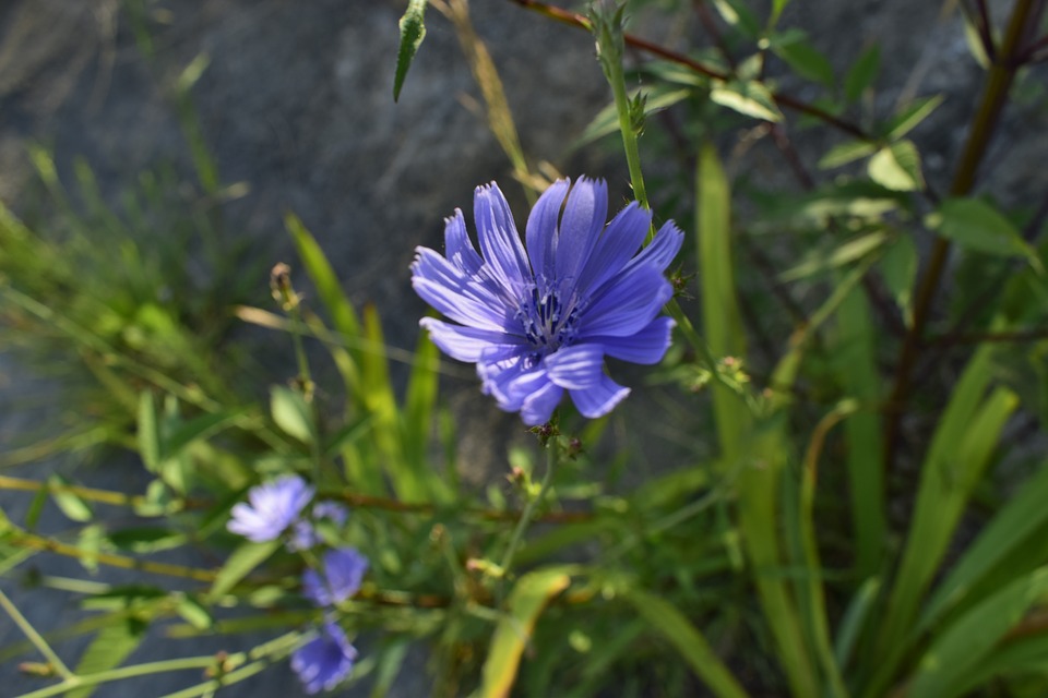 coltivare la cicoria