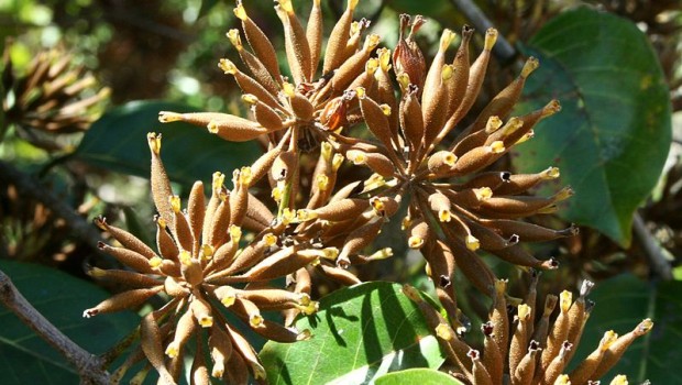 Uncaria pianta difese immunitarie