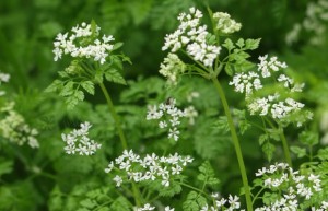 Pimpinella