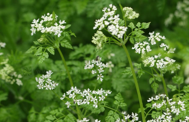 Pimpinella