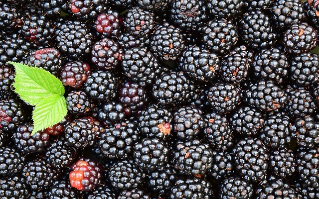 blackberries