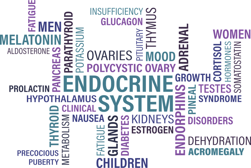 thyroid-1405039_960_720