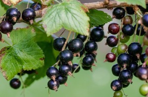 ribes nero
