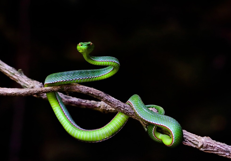 serpente