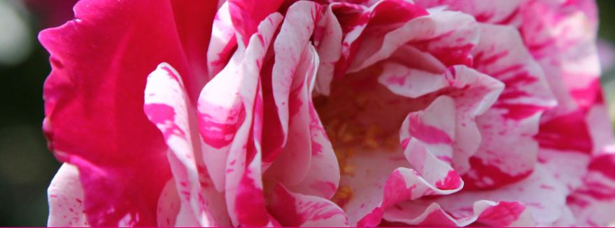 Peerugia Flower Show