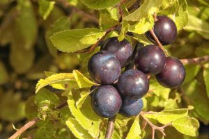 Proprietà della belladonna