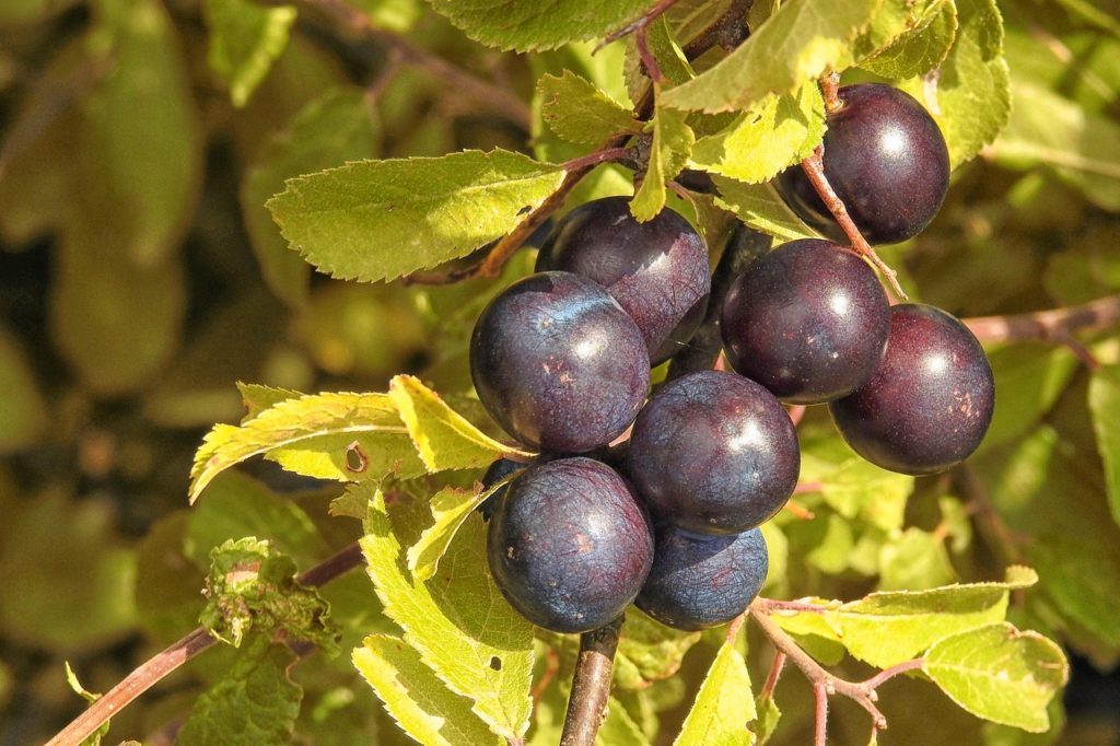 Proprietà della belladonna