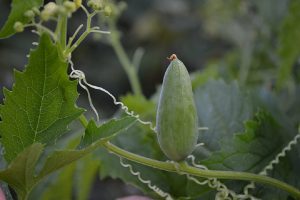 uali sono i benefici e le proprietà della caigua? Funziona come anticolesterolo naturale e abbassa anche i trigliceridi, come si assume.