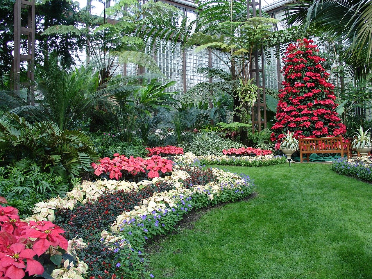 Abbiamo scovato 7 curiosità sulla Stella di Natale, la pianta originaria del Messico e dal nome Poinsettia che sono meno note della sua fama mondiale.