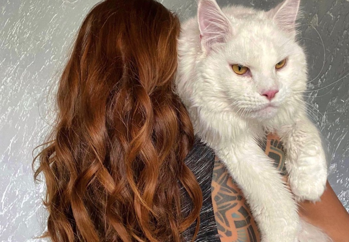 Kefir gatto che sembra un cane