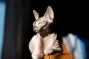 Gatti senza peli, curiosità, caratteristiche, quanto costano, razze