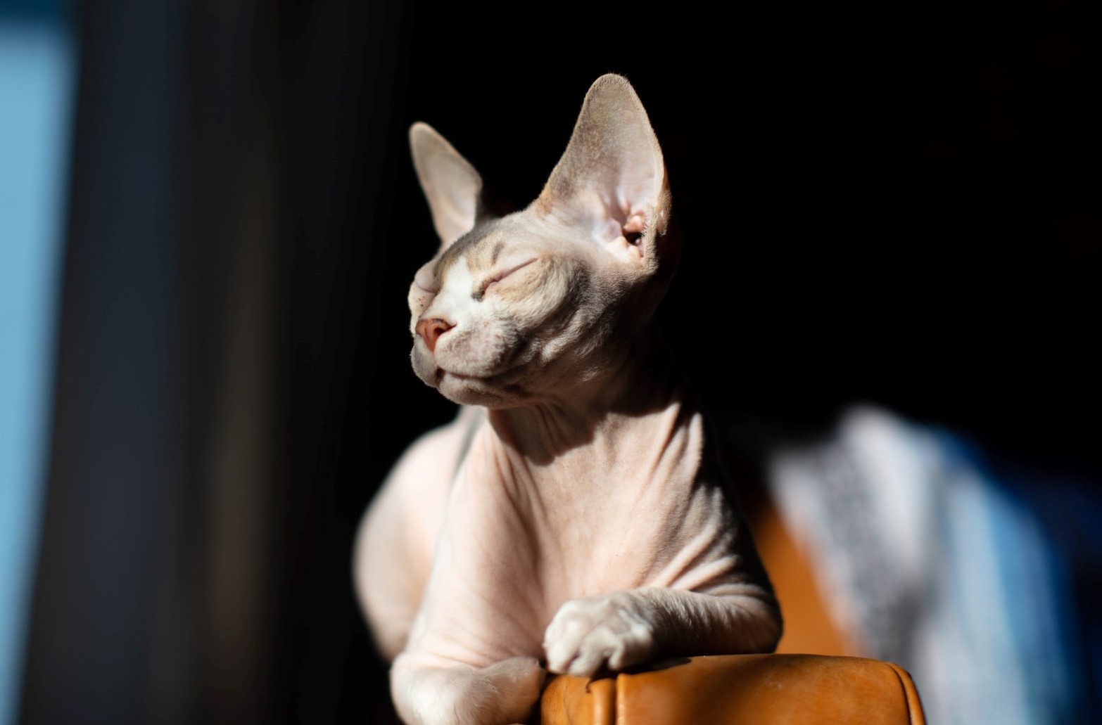 Gatti senza peli, curiosità, caratteristiche, quanto costano, razze