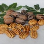 pecan 2