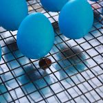 Uova con la sorpresa-17