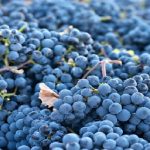uva_da_vino