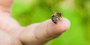 Sognare api che pungono