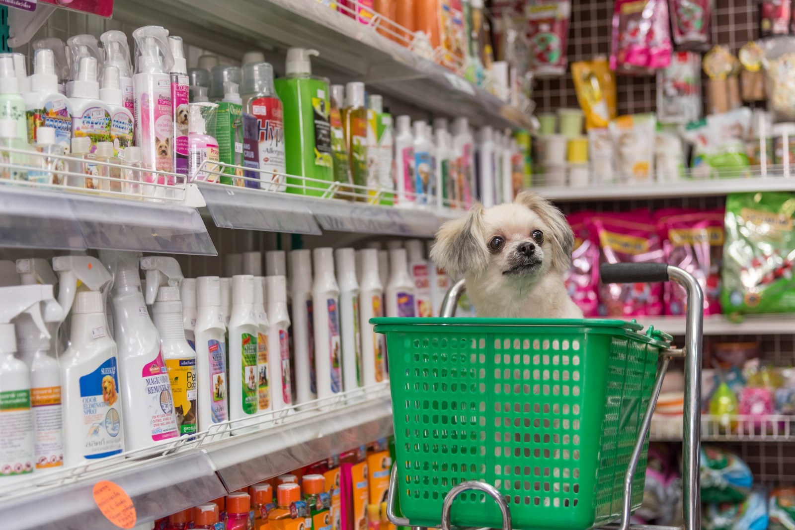 Cane carrello supermercato