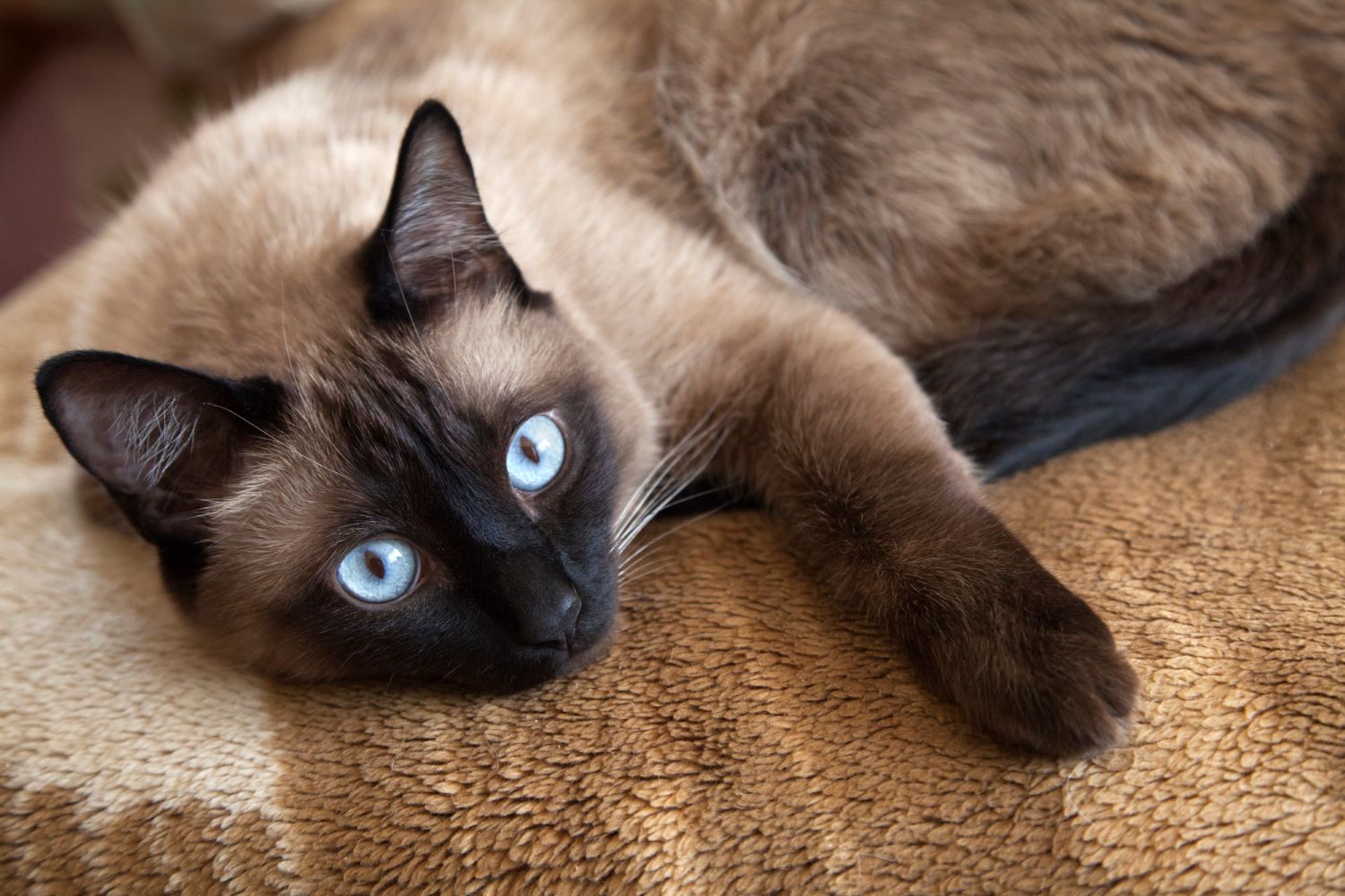 Il gatto siamese: dal carattere al comportamento