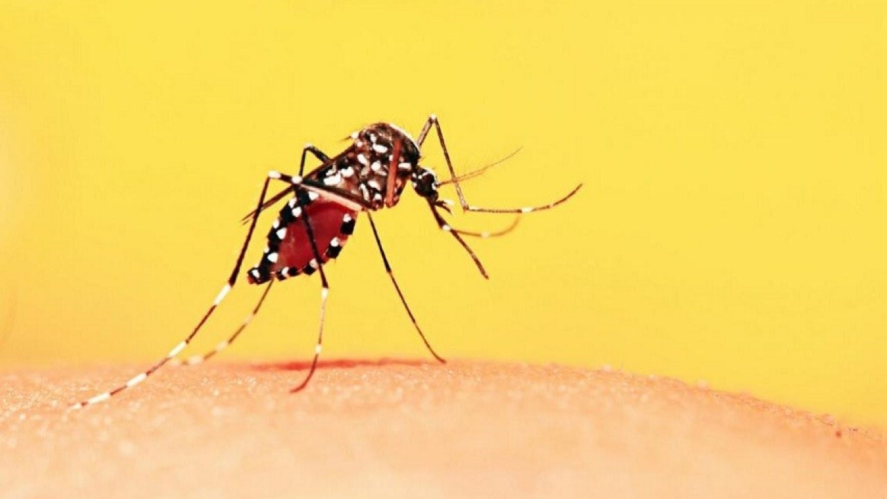 Febbre Dengue, primo caso in Francia: quali sono i sintomi?