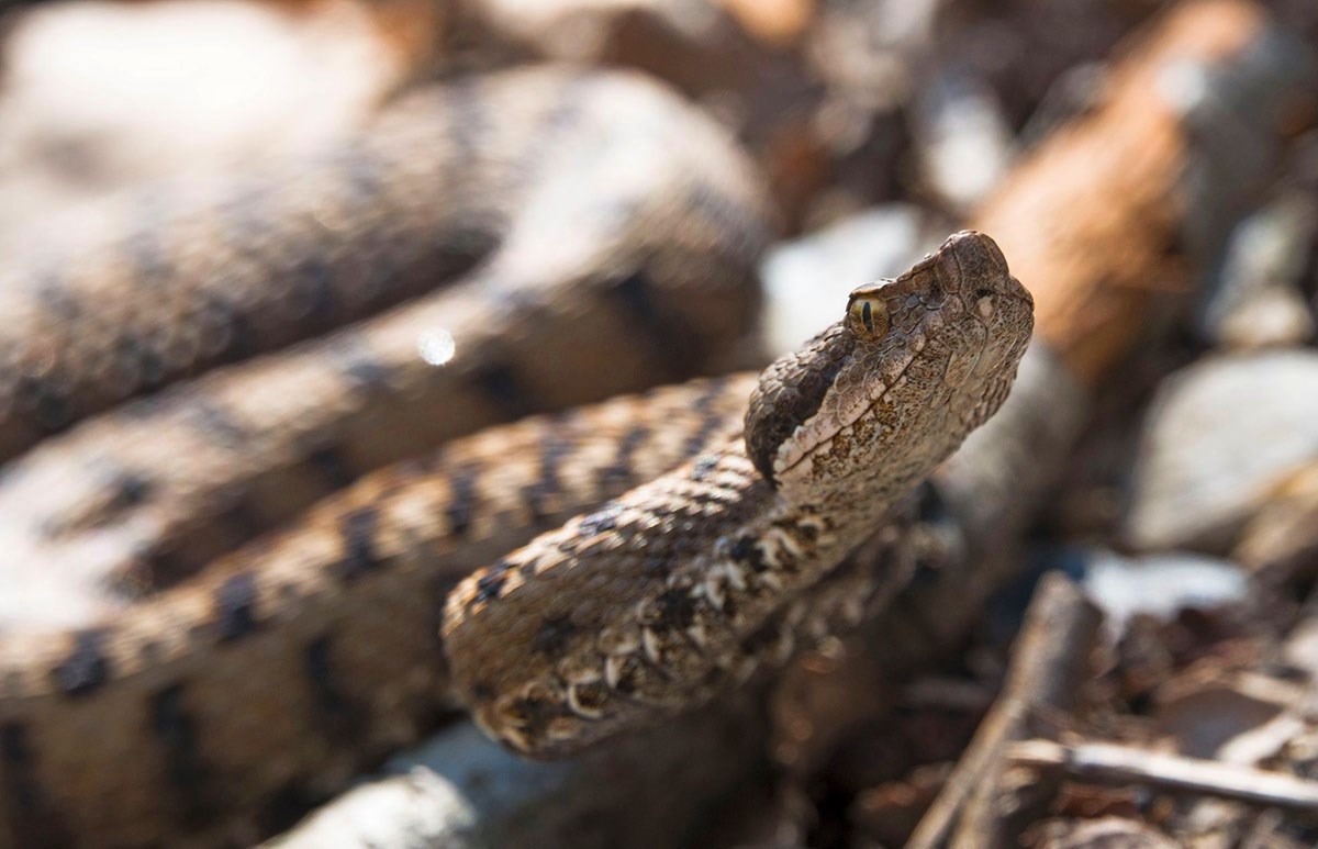 Vipera: cosa fare in caso di morso.