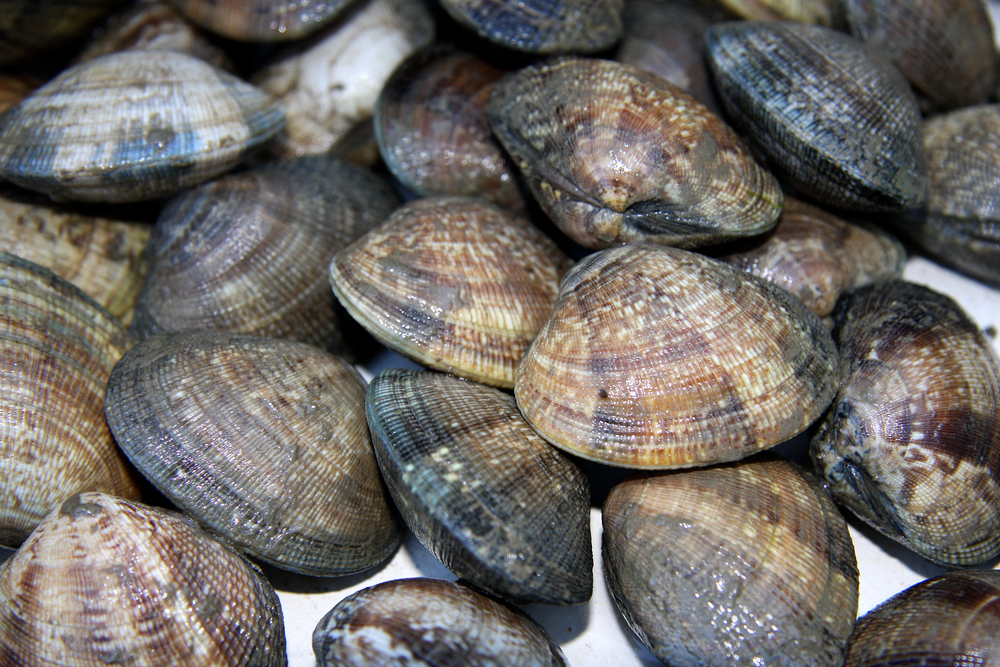 Vongole
