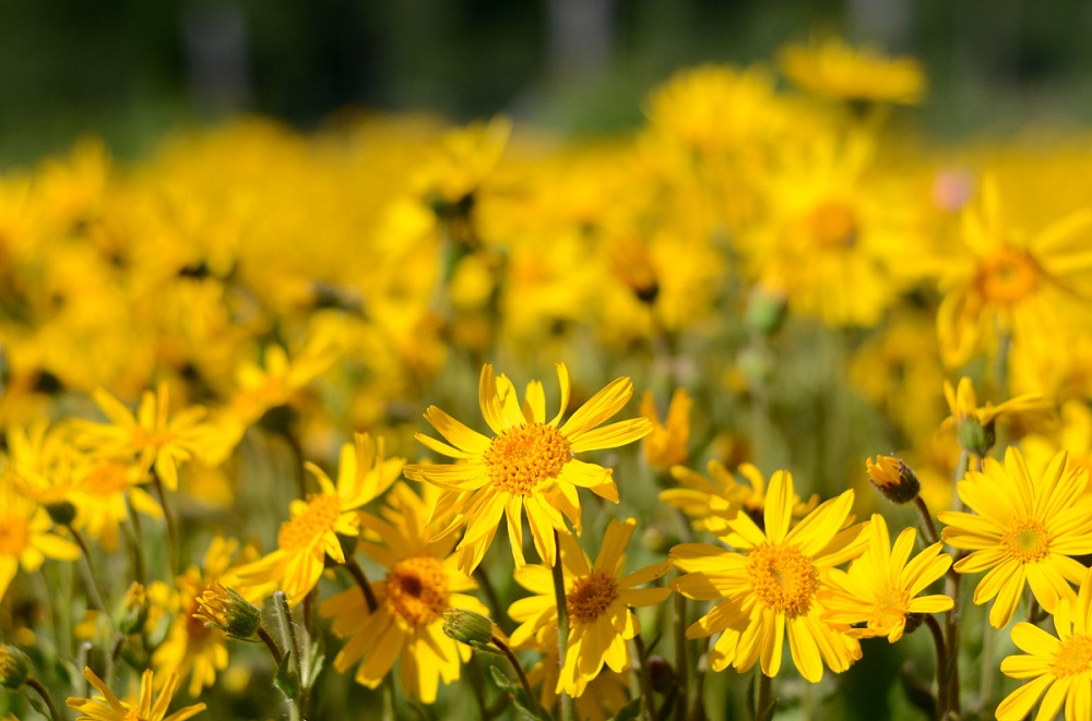 Arnica