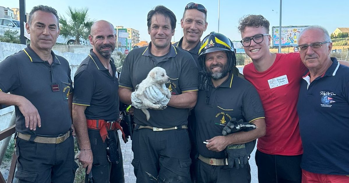 Vigili del fuoco salvano cagnolino