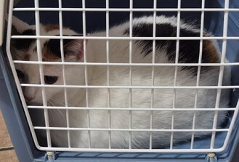 pioggia catto veglia padrona morta