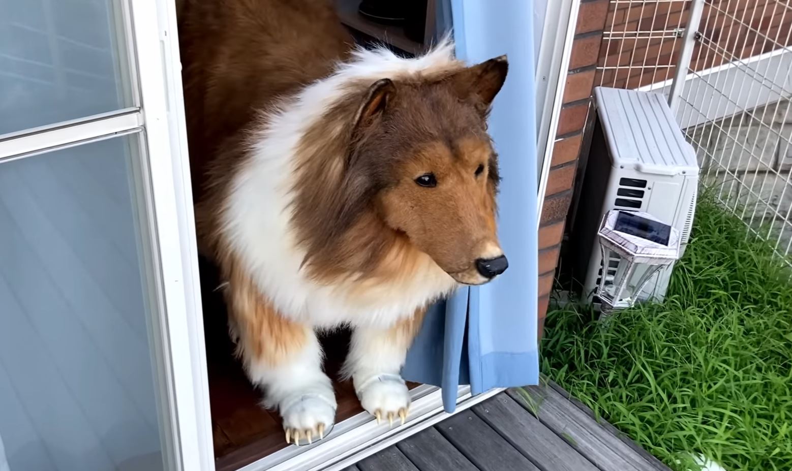 Lo sfogo di Toco, l’uomo che ha speso 12mila euro per diventare un Collie: "Gli altri cani mi respingono"